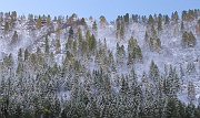 06 La neve dei larici...